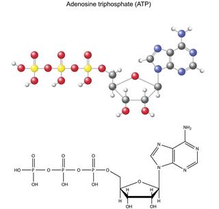 Structural chemical formula and model of adenosine triphosphate