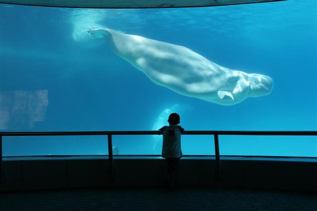 Beluga whale in aquarium