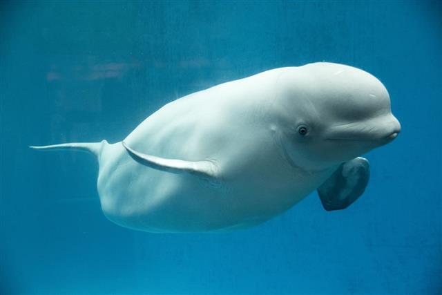 White beluga whale