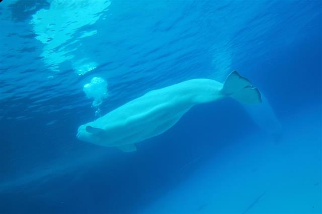 Beluga whale breathe out
