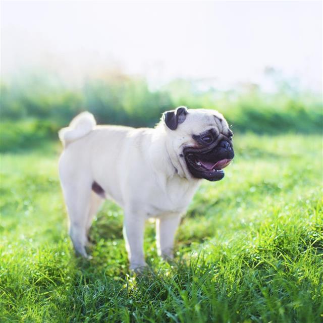 Young pug is standing happily on the grass