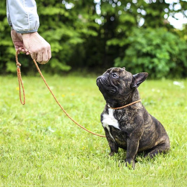 French Bulldog on leash