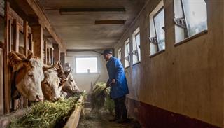 Farmer feeding cows hay in barn