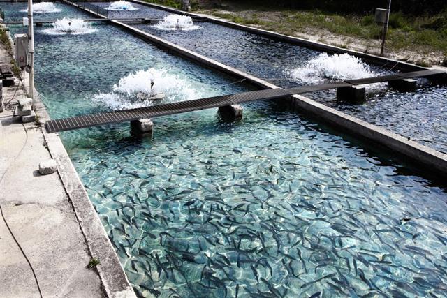 Fish farm