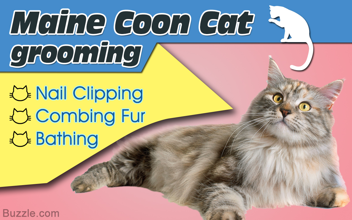 How to Groom a Maine Coon Cat