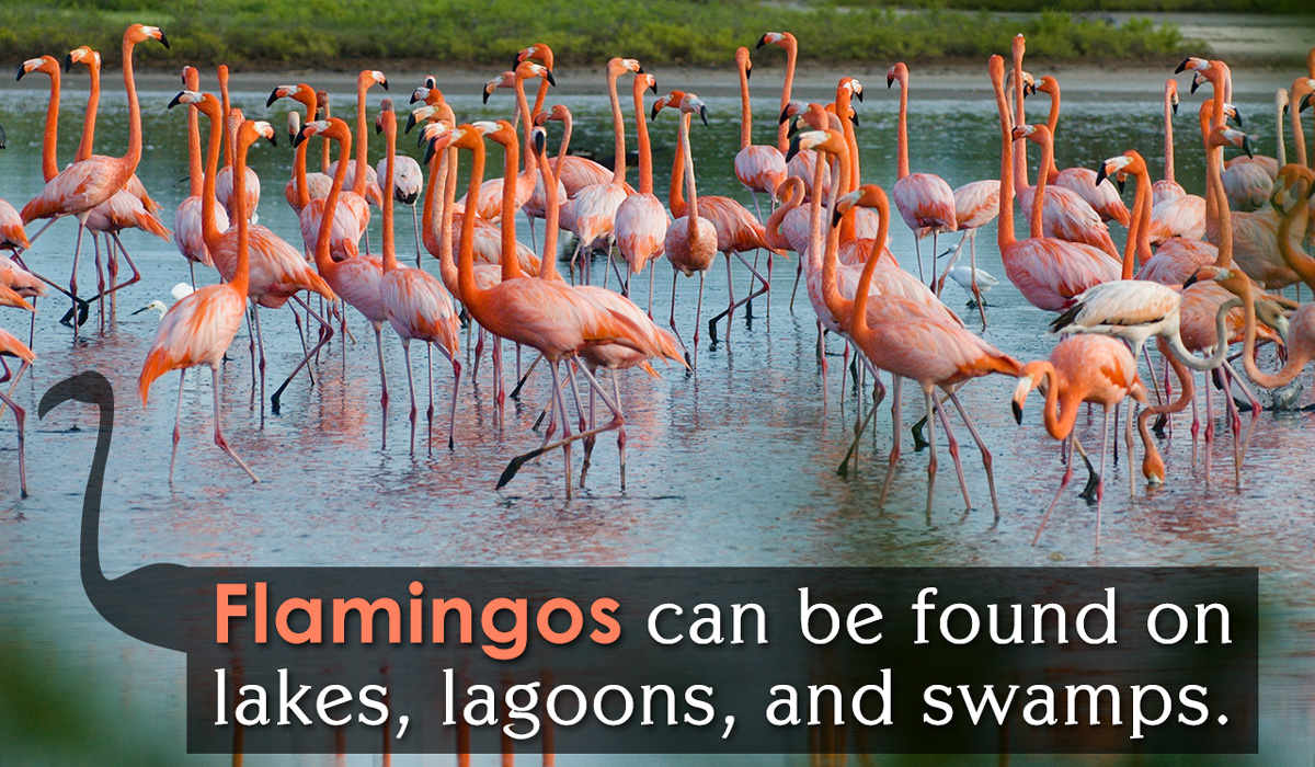 Flamingo Adaptations