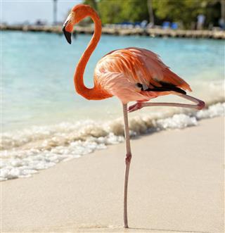 Flamingo on a Beach