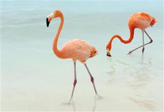 flamingos on a tropical island