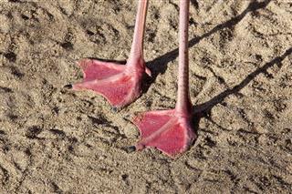 Flamingo feet