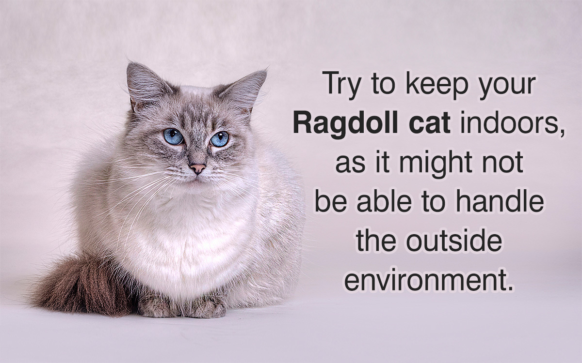 Ragdoll Cat Care