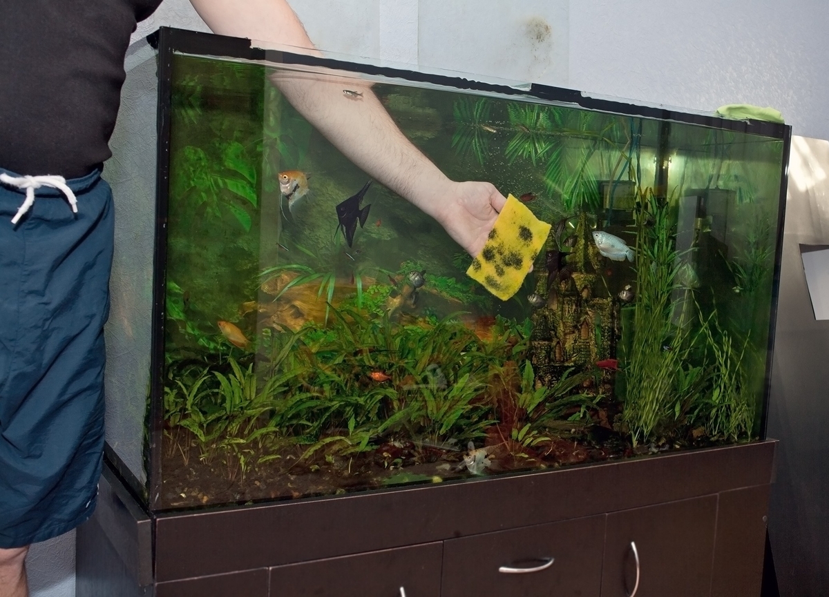 Почему аквариум покрылся. Грязный аквариум. Мытье аквариума. Чистка аквариума. Зеленые стенки аквариума.