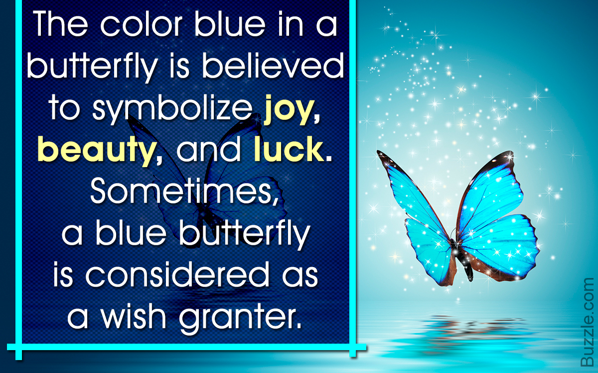 Meaning of a Blue Butterfly