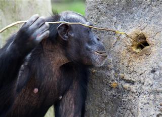 Chimpanzee using a tool