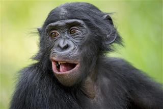 close-up portrait of Bonobo