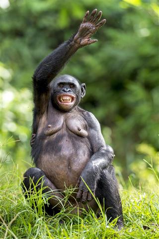 Female chimpanzee with smile