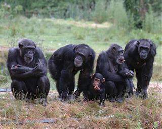 Group of chimpanzees
