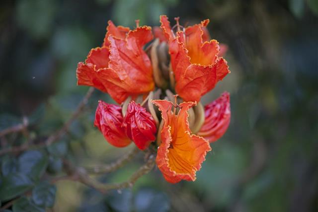 Flowers on an African Tulip Tree