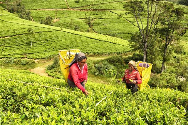 Tea Pickers in Sri Lanka