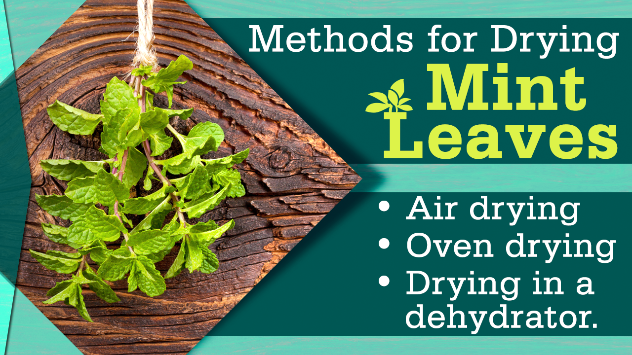 Methods for Drying Mint Leaves