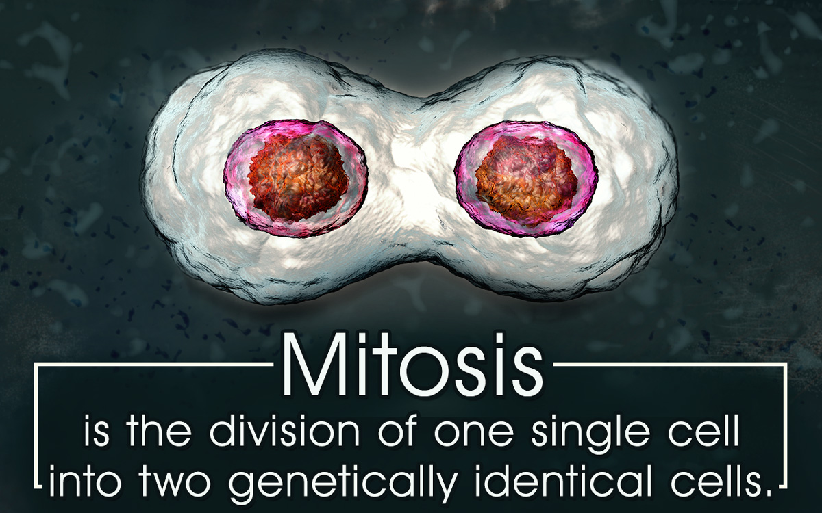 Plant Mitosis Vs. Animal Mitosis