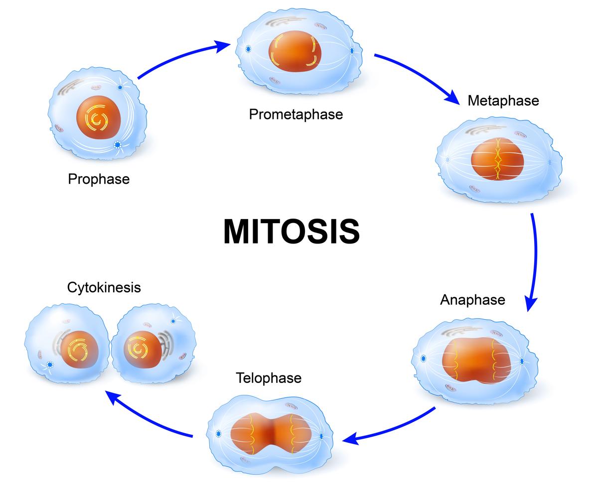 Plant Mitosis Vs. Animal Mitosis - Biology Wise