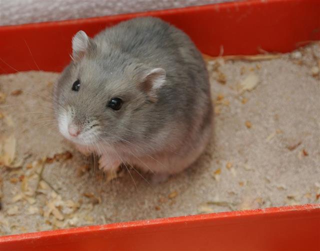 Hamster in a litter Box
