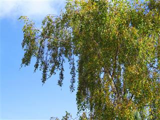 Image of common silver birch