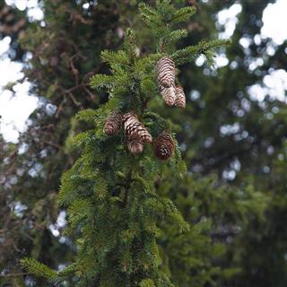 spruce with cones