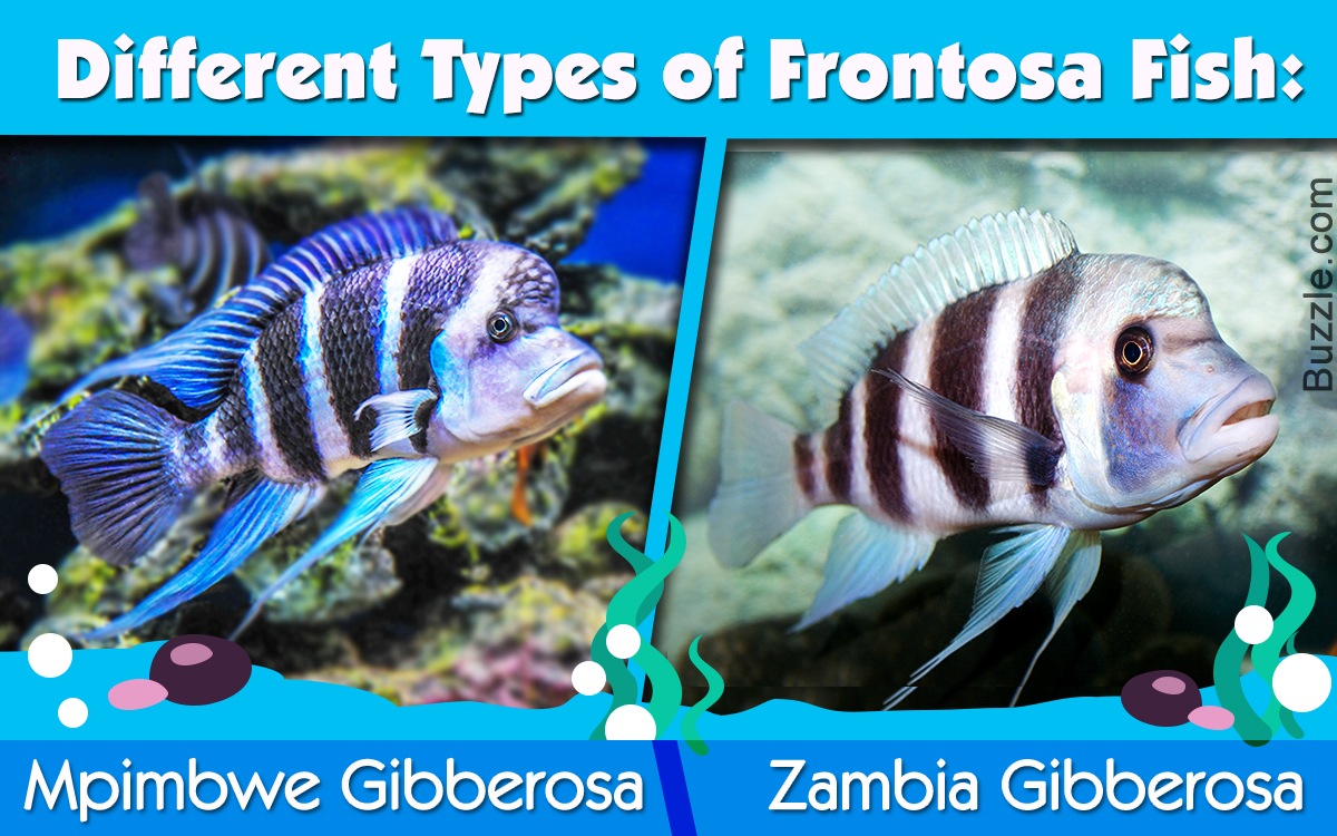 Types of Frontosa Fish
