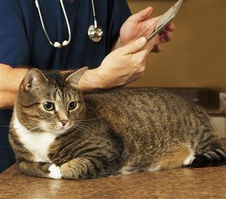 Veterinarian Visits with a Tabby Cat