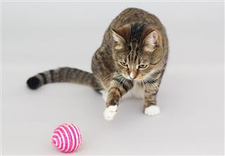Tabby greeneyed cat playing with toy isolated on grey