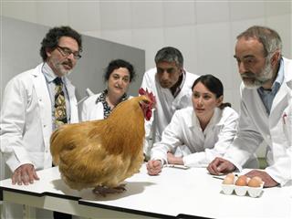Group of scientist examine chicken in laboratory