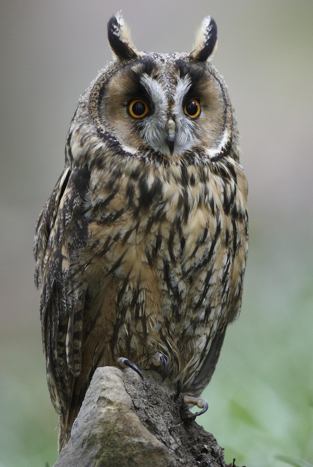 A Brief Introduction to the Common Types of Owls