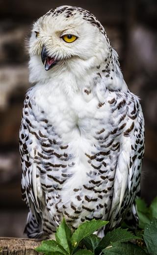 Snowy owl portrait