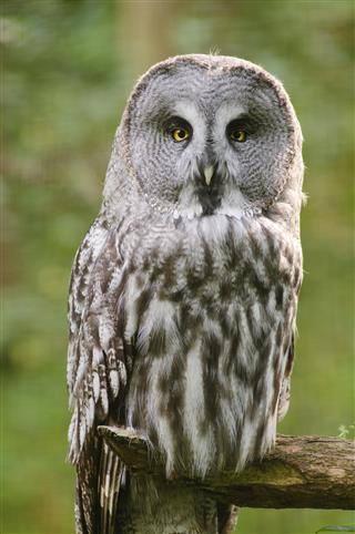 Close up of Great Grey Owl