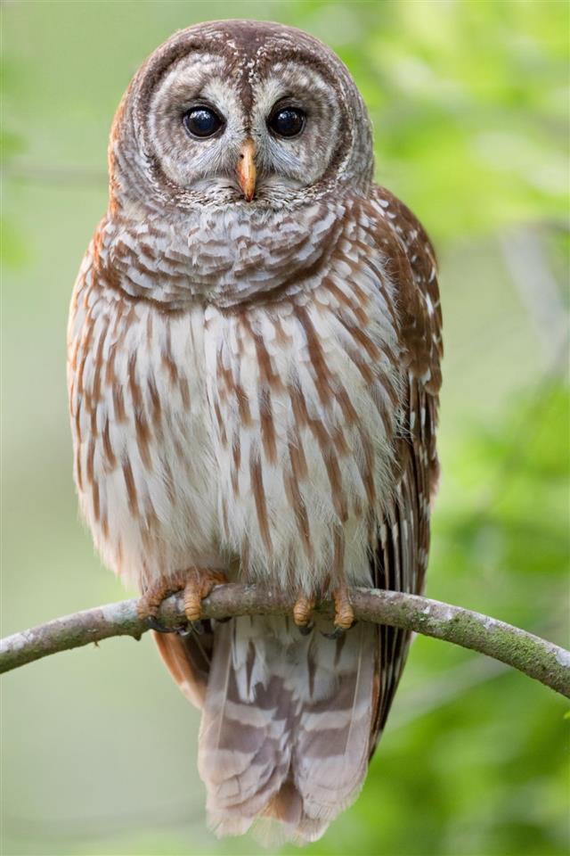 Barred Owl Perched in Tree
