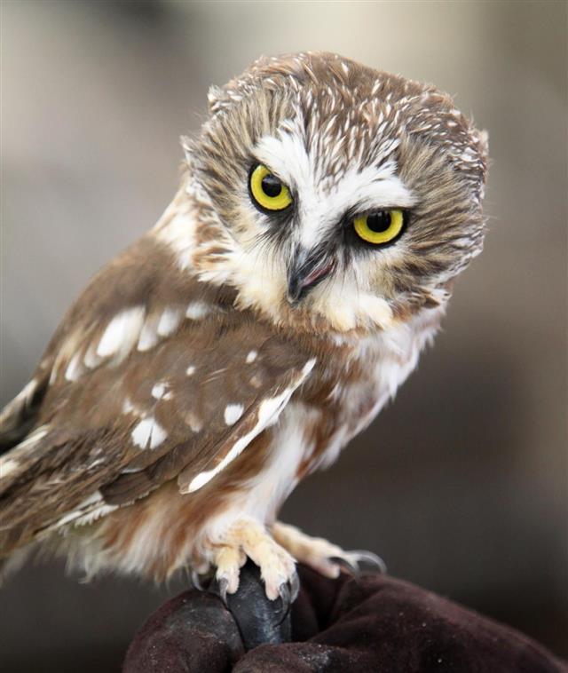 Portrait of Northern Saw-Whet Owl