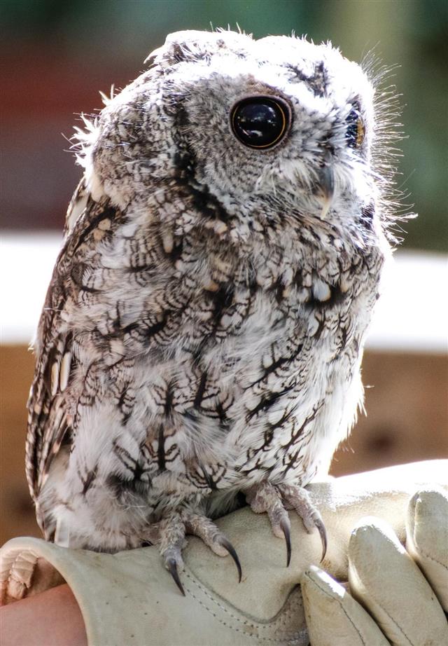 Animals: western screech owl