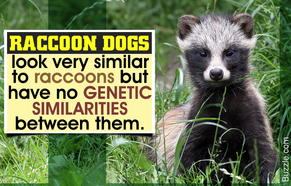 Raccoon Dog Facts