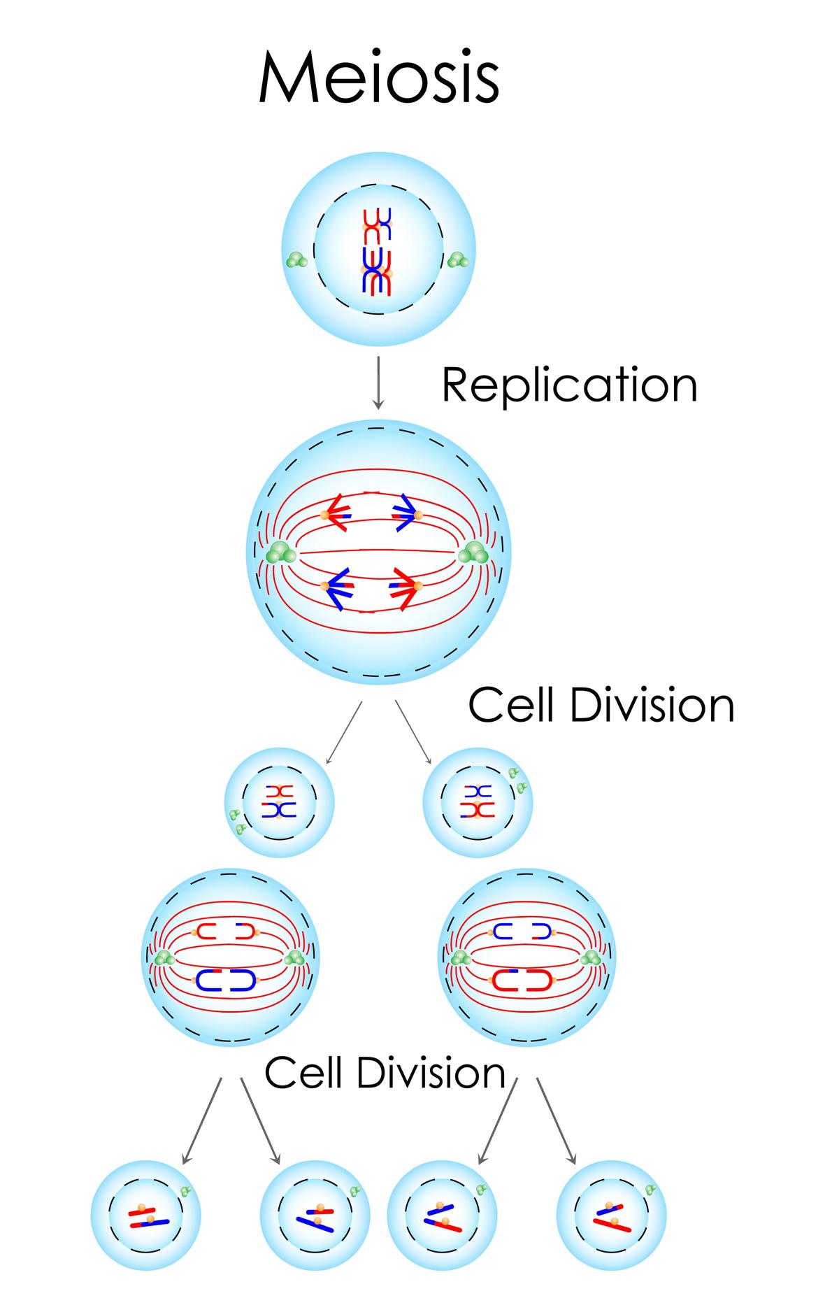 Types of Cell Division - Biology Wise