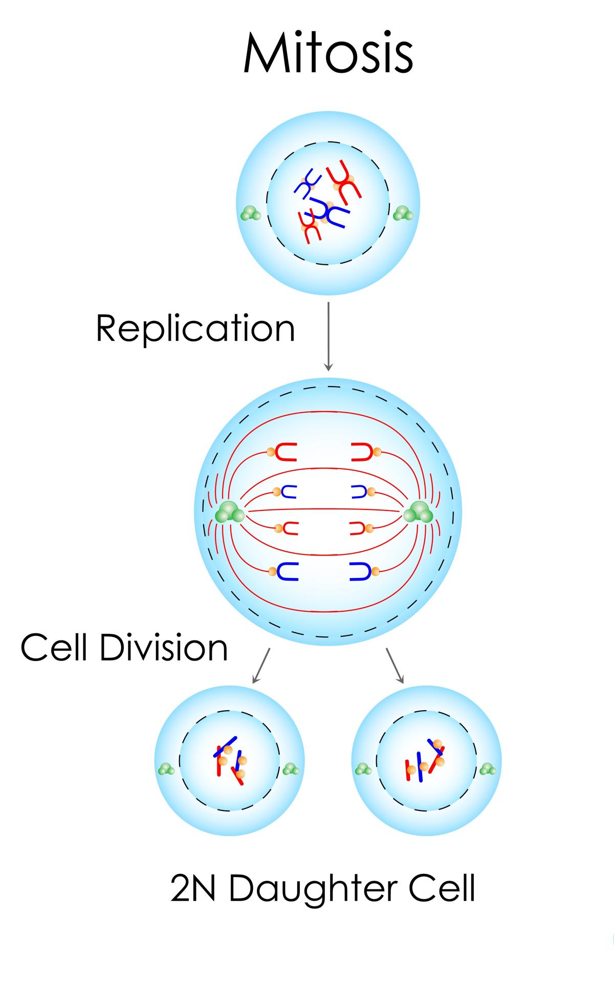 Types of Cell Division