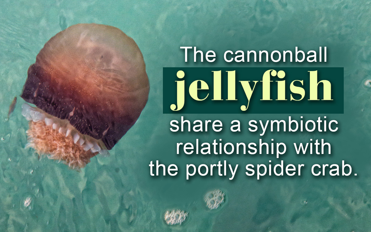 Facts about Cannonball Jellyfish