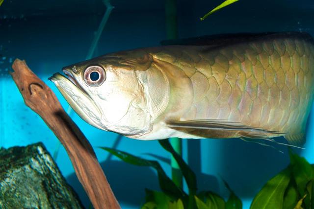 Arowana fish in tank with driftwood and leaves