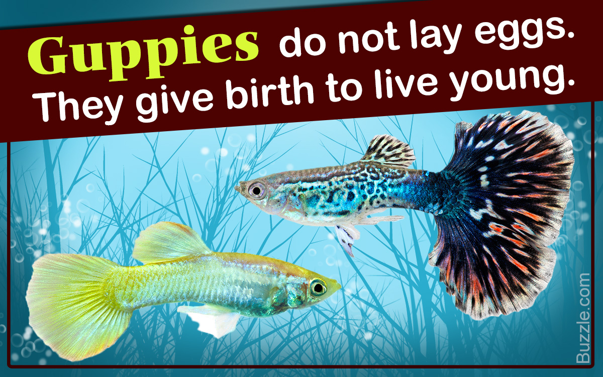 Facts About Guppy Fish