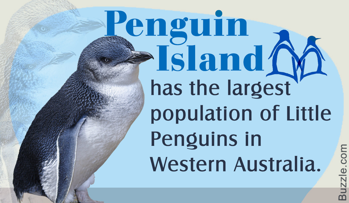 Interesting Facts about Australian Wildlife