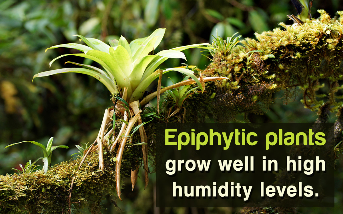How to Take Care of Epiphytic Plants
