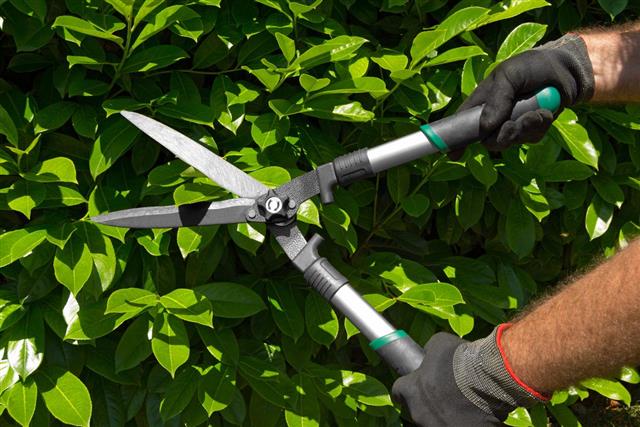 Professional Gardener Pruning a Hedge