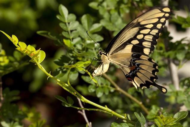 Swallowtail butterfly Laying Eggs