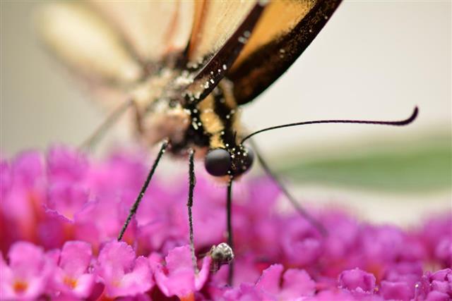 Butterfly Eyes Bug