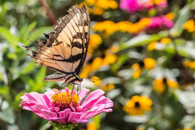 Tiger Swallowtail on Pink Flower